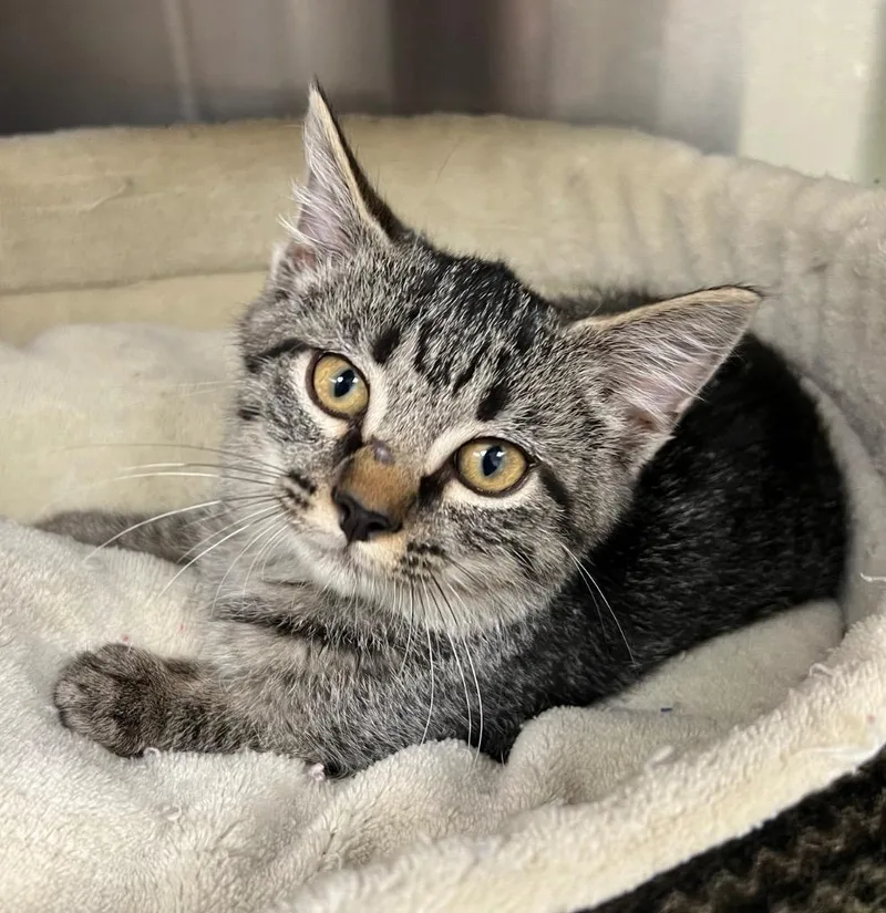 A baby medium-sized male Domestic Short Hair cat named Lil Bit for adoption in Greeneville, TN