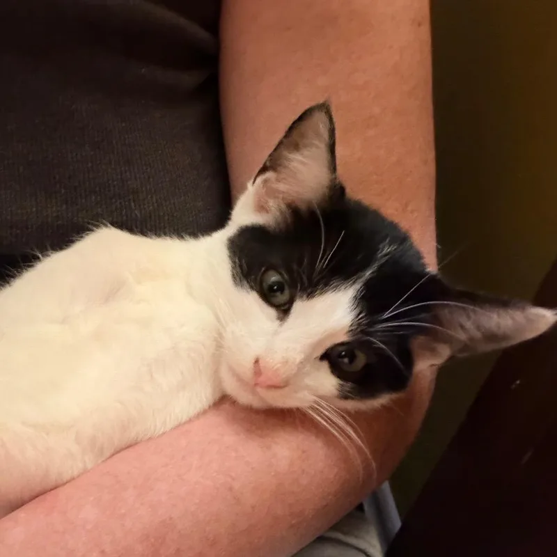 A baby small-sized male White Domestic Short Hair cat named Pencil for adoption in Hopkinton, MA