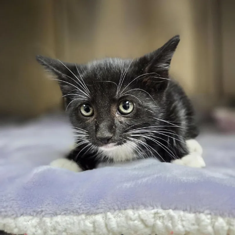 A baby small-sized female Black Domestic Short Hair cat named Rocky Road for adoption in Fredericksburg, VA
