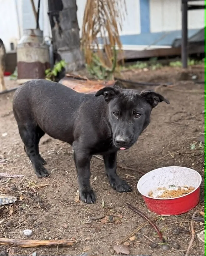 A young medium-sized female Labrador Retriever dog named Stella for adoption in San Diego, CA