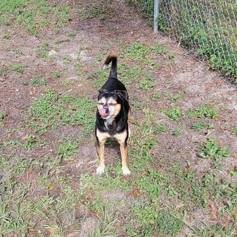 A senior small-sized male Black Pug dog named Chubs for adoption in Lake Panasoffkee, FL