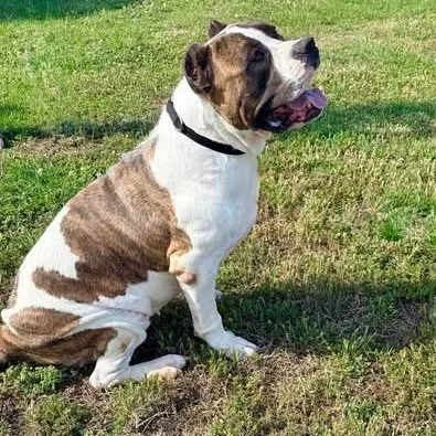 Mindi