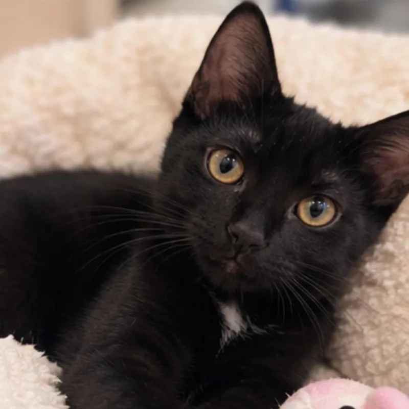 A baby medium-sized female Black Domestic Short Hair cat named Chloe for adoption in Hamburg, NY