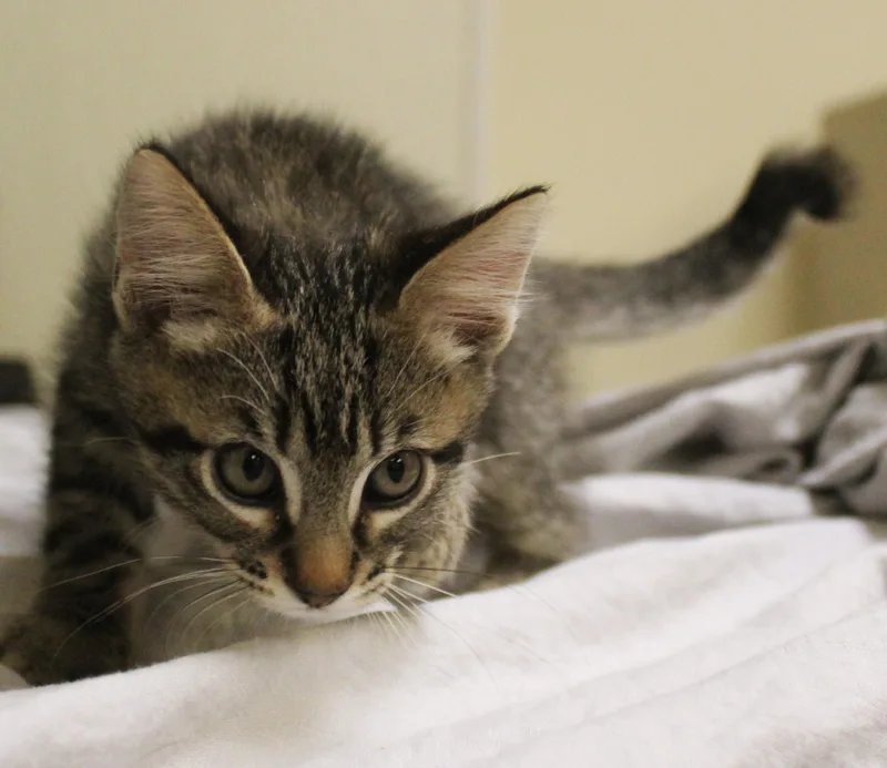 A young medium-sized male Tabby (Gray / Blue / Silver) Domestic Short Hair cat named Edward Cullen for adoption in Yucca Valley, CA