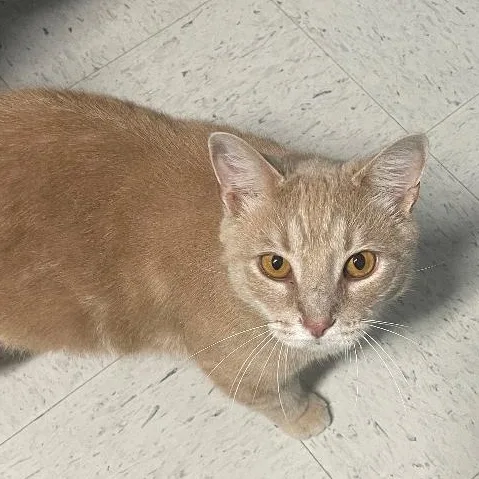 An adult large-sized male Tabby (Buff / Tan / Fawn) Domestic Short Hair cat named Peanut for adoption in Spencer, IN