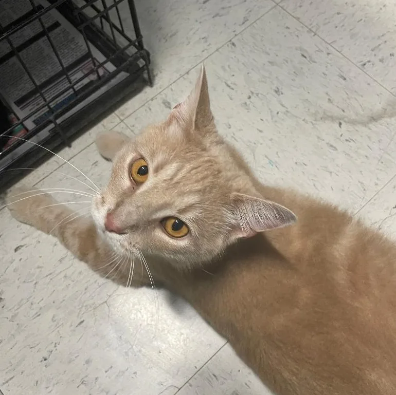 Peanut thumbnail 3