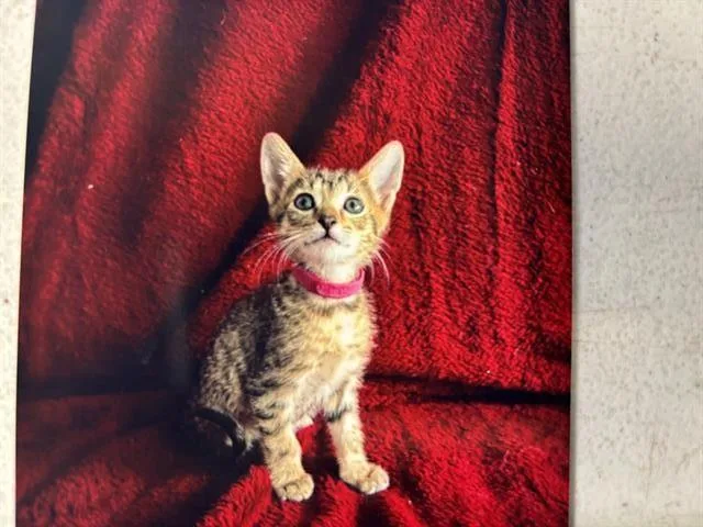 A baby small-sized male Domestic Short Hair cat named Cannellini Bean for adoption in Grand Prairie, TX