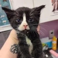 Plankton