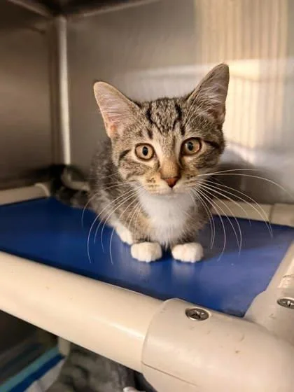A baby small-sized female Domestic Short Hair cat named Tapsi for adoption in Annapolis, MD