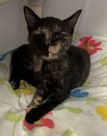A baby medium-sized female Tortoiseshell Domestic Short Hair cat named Tatiana for adoption in Portsmouth, OH