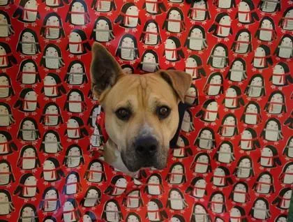 An adult large-sized female Yellow / Tan / Blond / Fawn American Staffordshire Terrier dog named Marilyn for adoption in El Paso, TX
