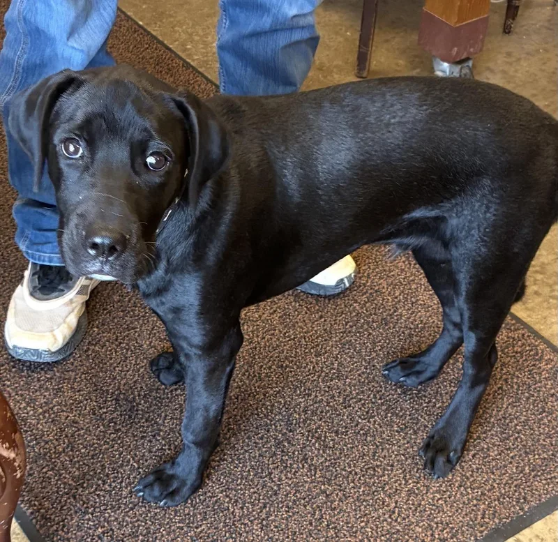 A young large-sized male Black Labrador Retriever dog named Liberty for adoption in Indiana, PA