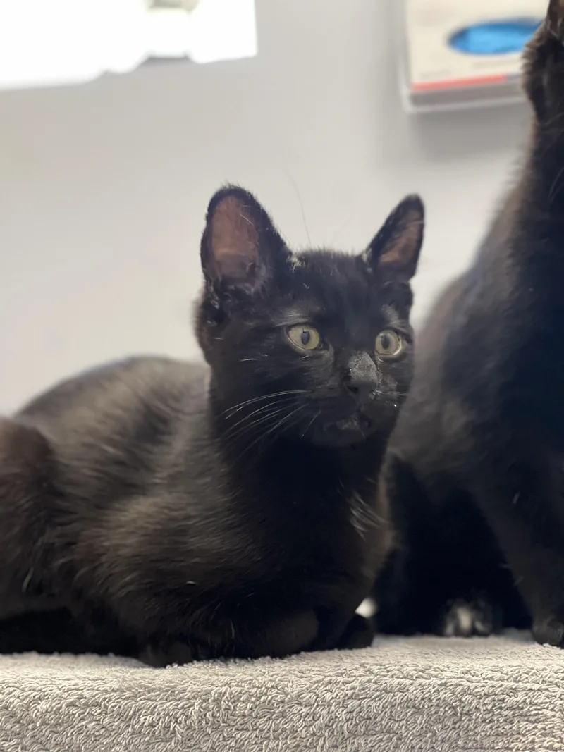 Habanero thumbnail 3