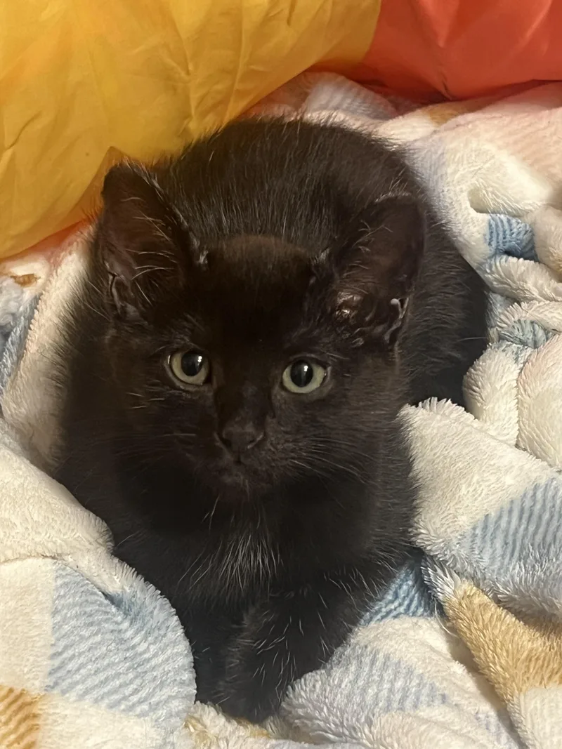 Habanero thumbnail 4