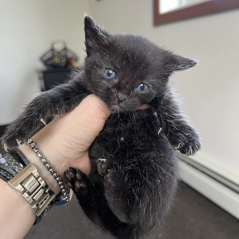 Habanero thumbnail 5