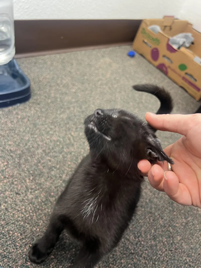 Habanero thumbnail 6