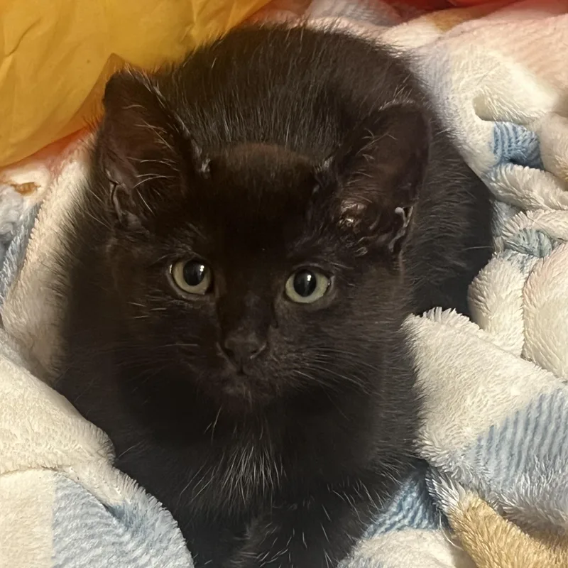 Habanero thumbnail 8