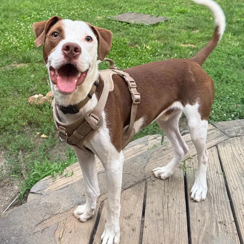 A young medium-sized male Brown / Chocolate Mixed Breed dog named Worm for adoption in Cincinnati, OH