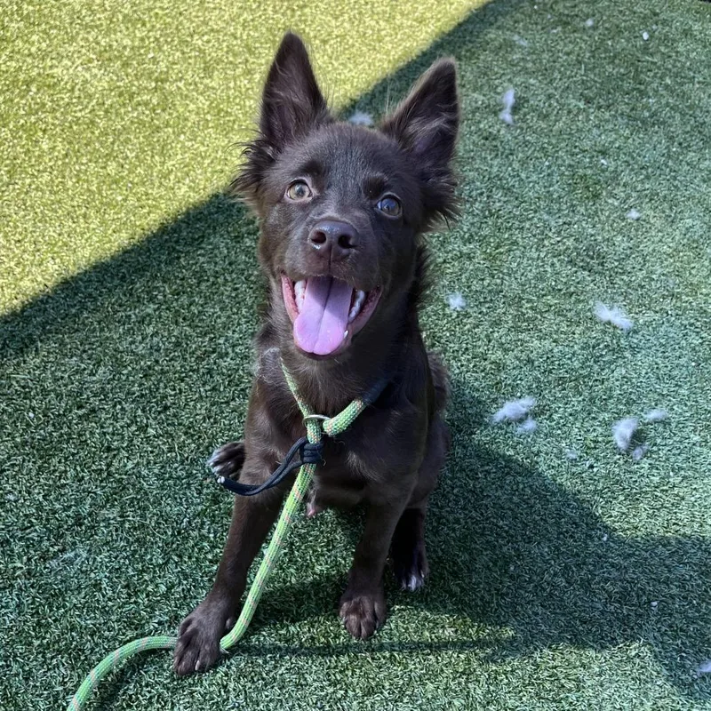 A baby medium-sized male Brown / Chocolate Mixed Breed dog named BamBam for adoption in San Francisco, CA