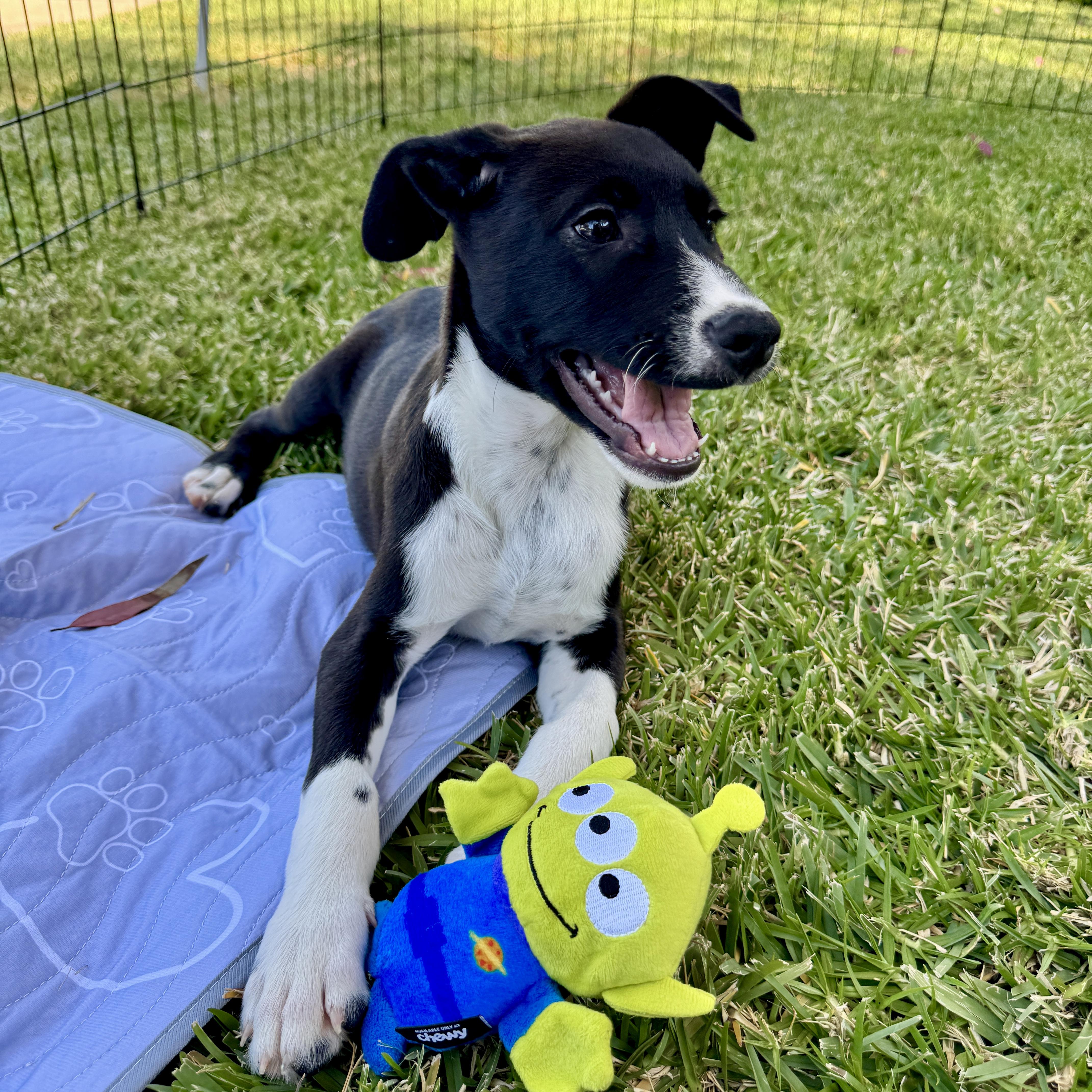 A baby medium-sized male Collie dog named Gus for adoption in San Diego, CA