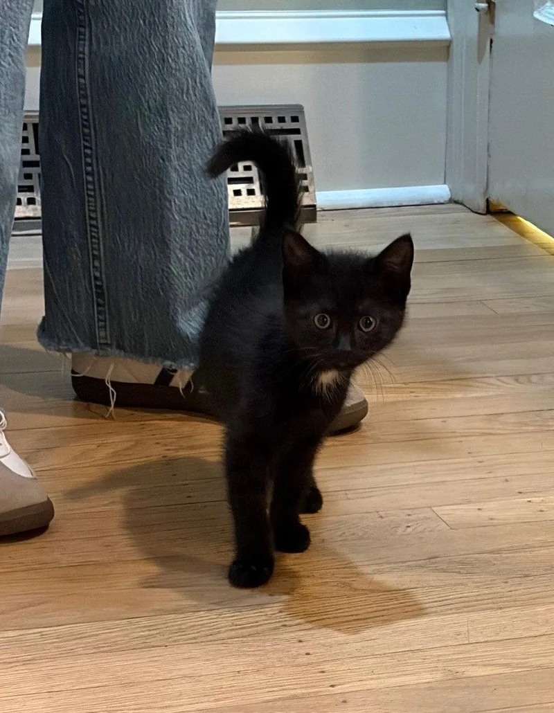 Romeo  Willow Grove thumbnail 2