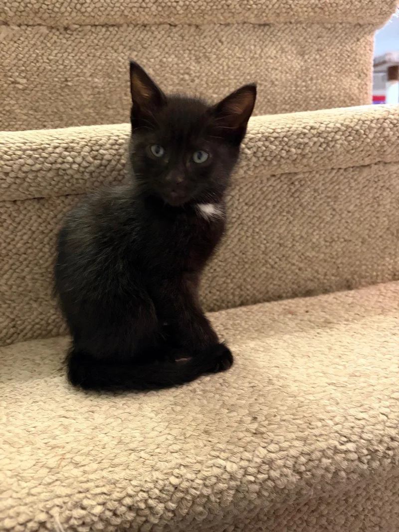 Romeo  Willow Grove thumbnail 3