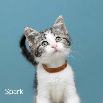 Spark
