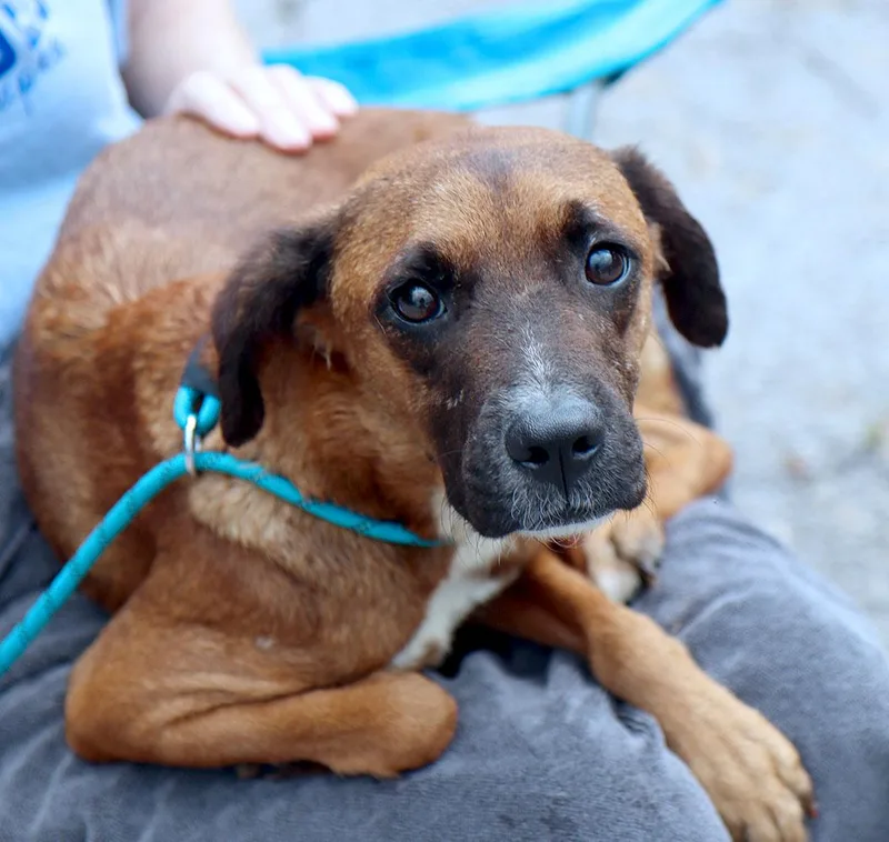 A young medium-sized female Brown / Chocolate Terrier dog named Tulip for adoption in Kansas City, KS