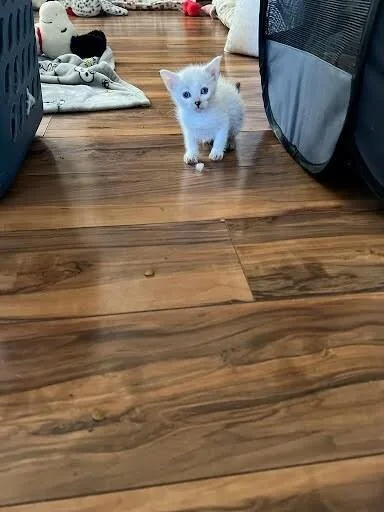 A baby small-sized male Domestic Short Hair cat named Gouda for adoption in Pacifica, CA