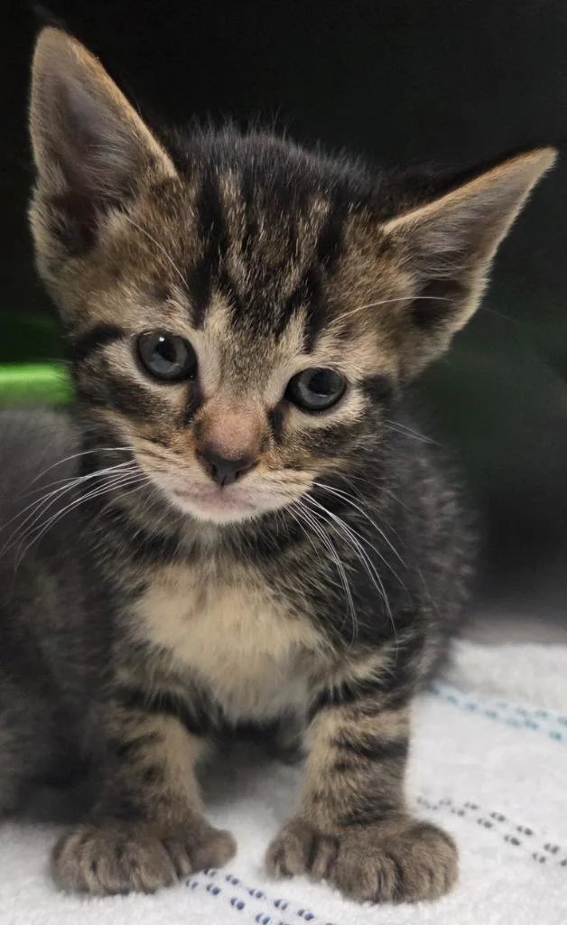 A baby small-sized male Domestic Short Hair cat named Tennessee Jed for adoption in Olean, NY