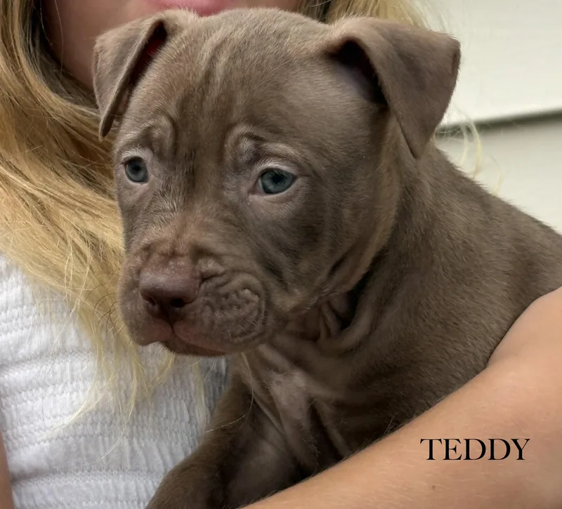 A baby medium-sized male Labrador Retriever dog named Teddy for adoption in Aurora, IL