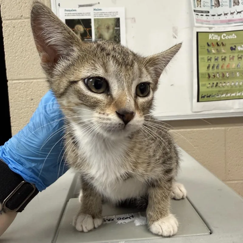 A baby small-sized female Gray / Blue / Silver Domestic Short Hair cat named Count Scratchula for adoption in Troy, VA