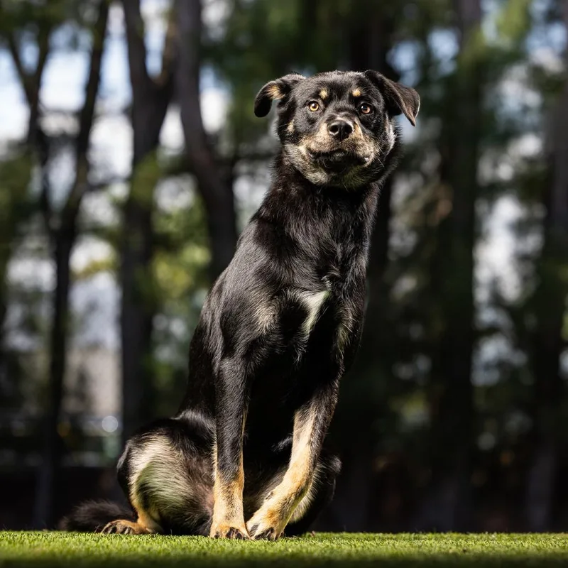 A young medium-sized male Black Mixed Breed dog named Black Jack for adoption in Jupiter, FL