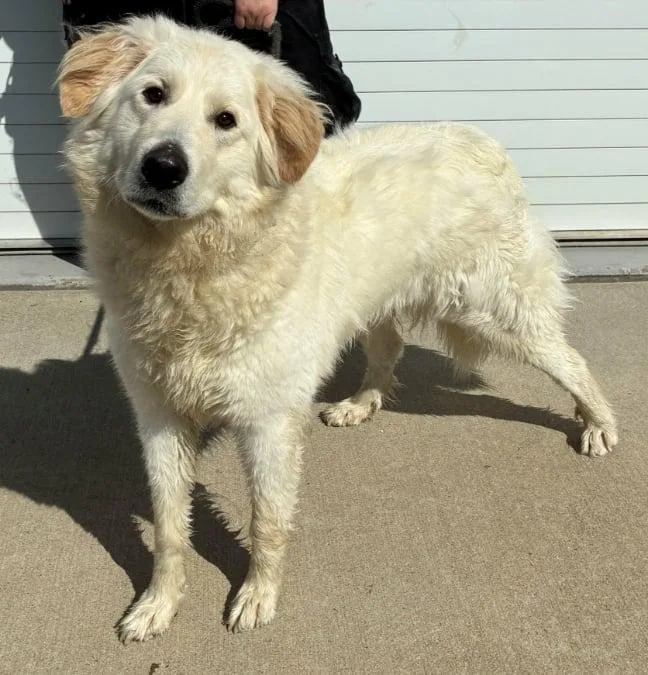 A young large-sized female Great Pyrenees dog named Emi for adoption in Croydon, NH