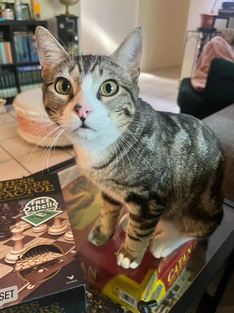 A baby medium-sized male Tabby cat named Flower Child for adoption in San Antonio, TX
