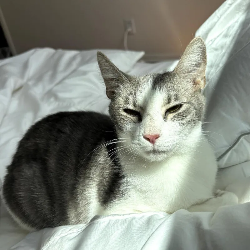 A young small-sized female Gray / Blue / Silver Domestic Short Hair cat named Bunny for adoption in Long Beach, CA