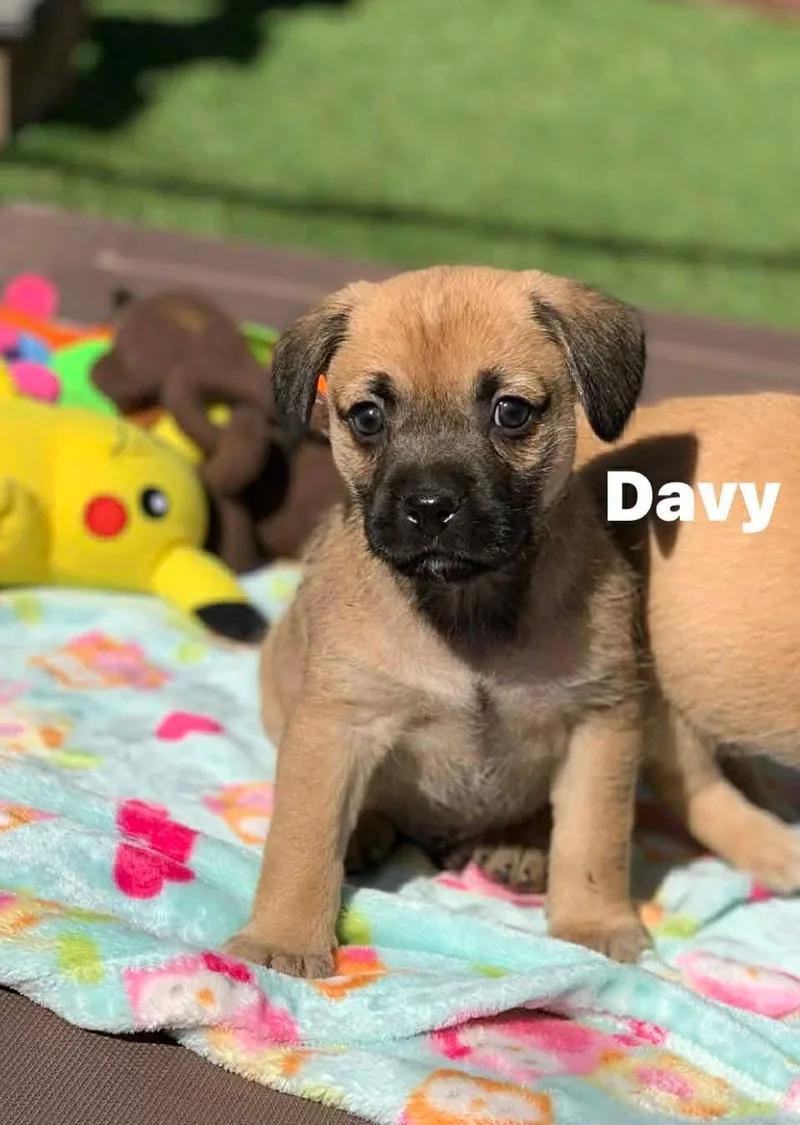 A baby small-sized male Brown / Chocolate Puggle dog named Davy for adoption in Douglas, MA