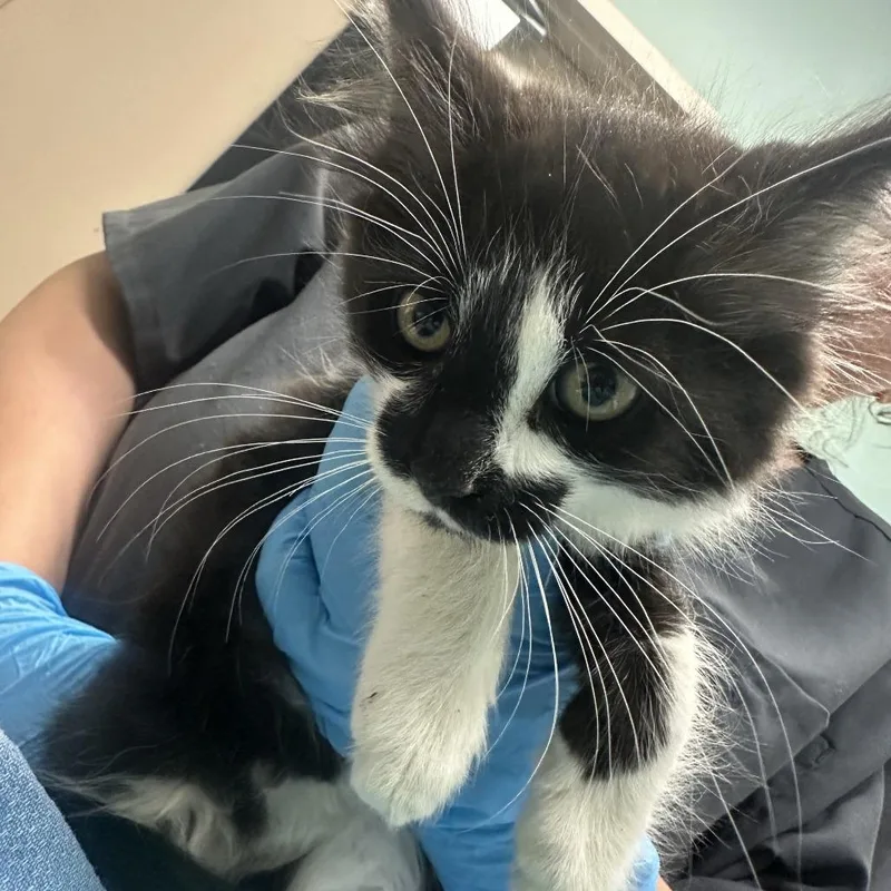 A baby small-sized male Black Domestic Short Hair cat named Doberman for adoption in Tacoma, WA