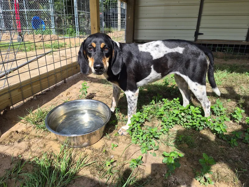 Hound