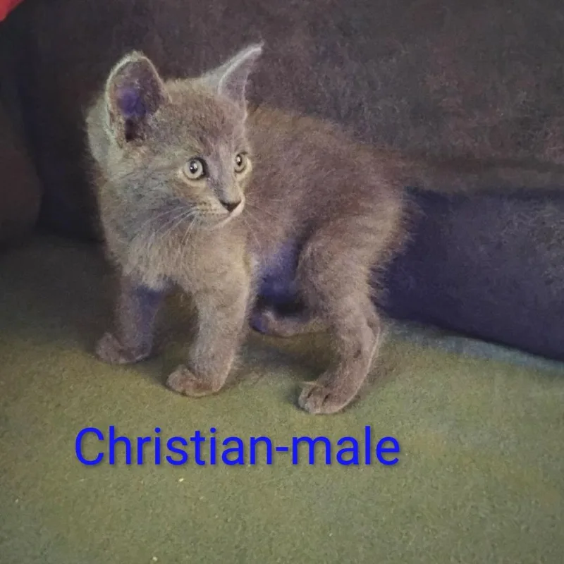 A baby small-sized male Domestic Short Hair cat named Christian for adoption in New Tazewell, TN