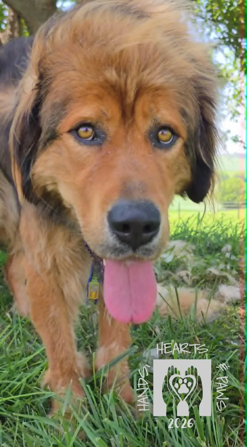 An adult large-sized female Red / Chestnut / Orange Tibetan Mastiff dog named AvalonMEDICAL HOLD for adoption in Omaha, NE