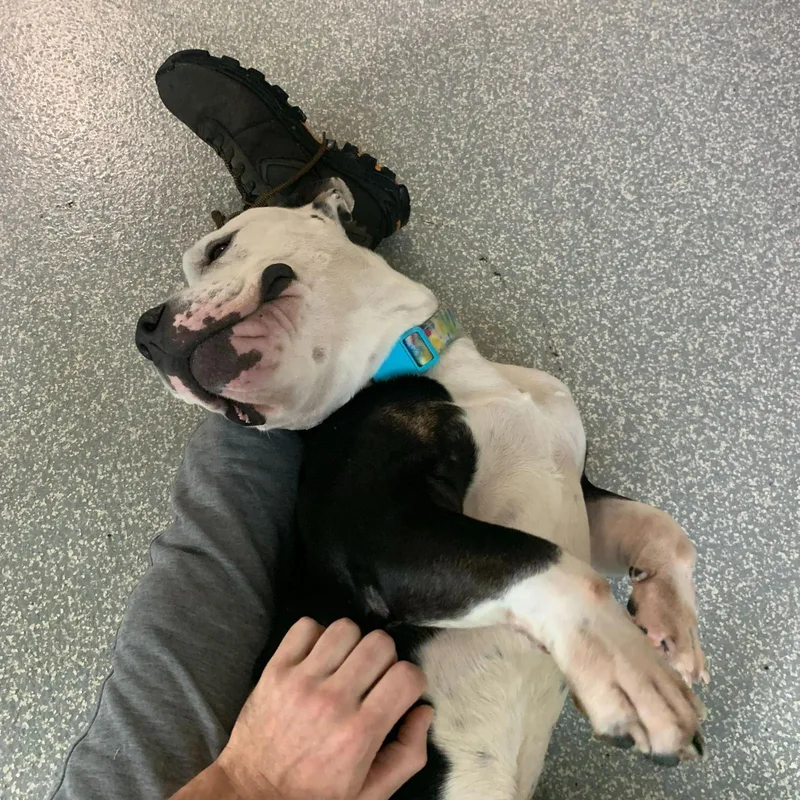 Zeppelin thumbnail 2