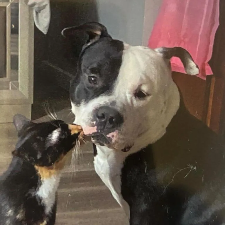 Zeppelin thumbnail 3