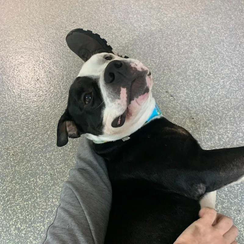 Zeppelin thumbnail 4