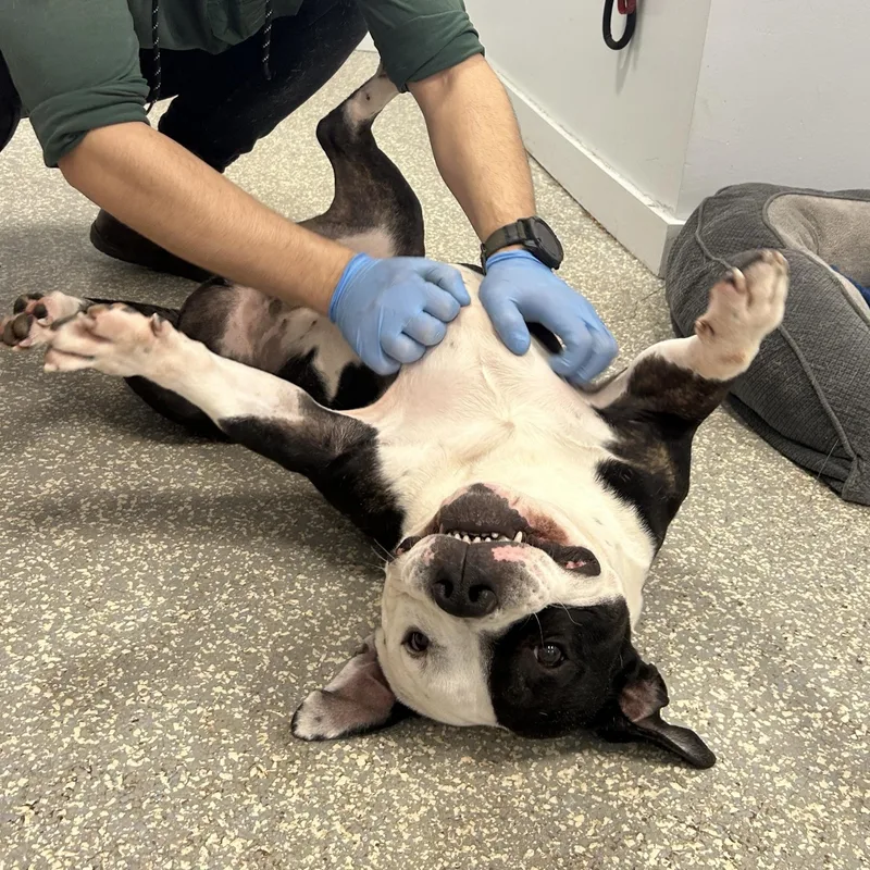 Zeppelin thumbnail 5