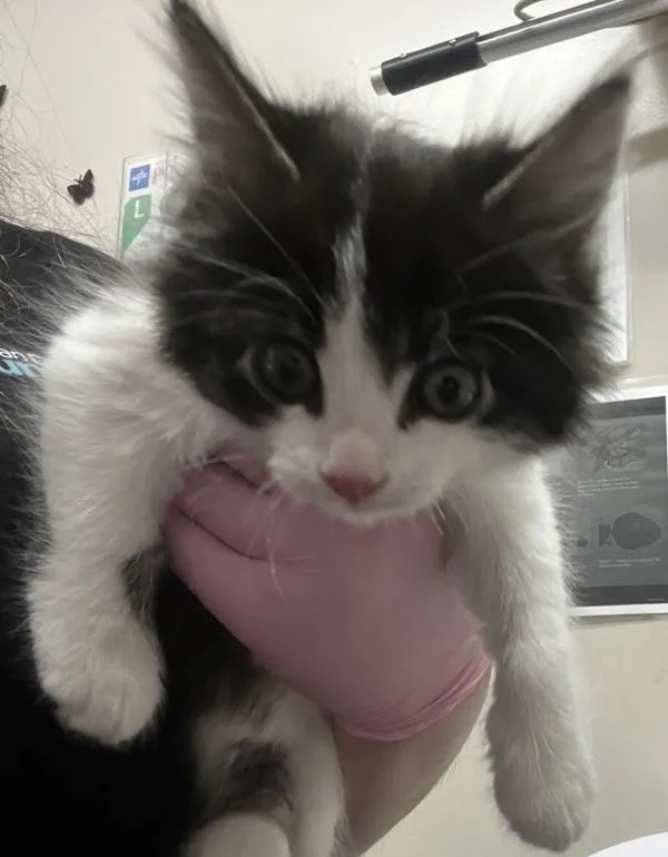 A baby small-sized female Domestic Long Hair cat named Organza for adoption in El Cajon, CA