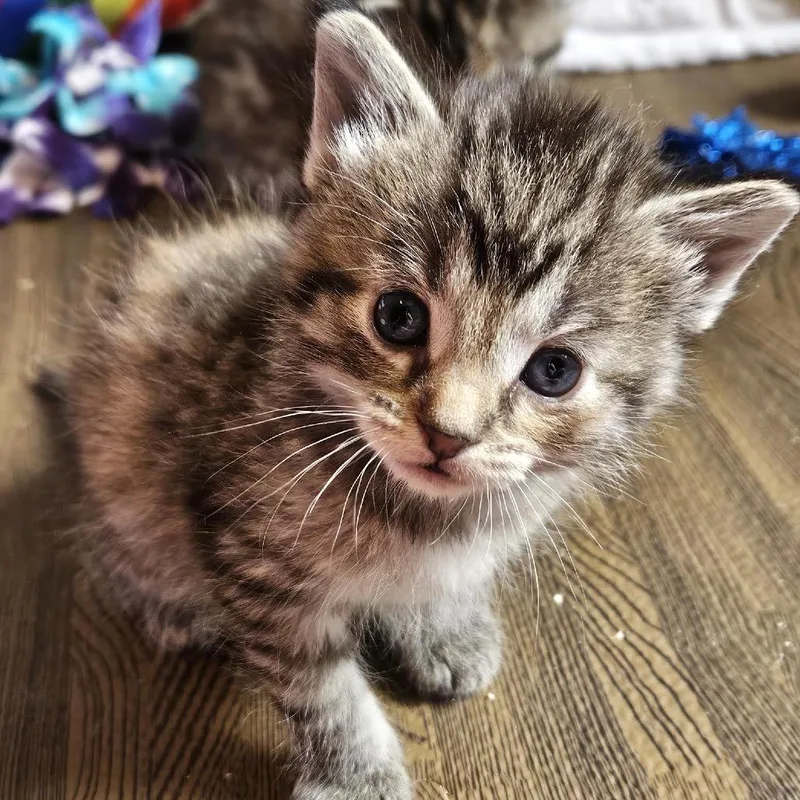 Gorganzola C thumbnail 4