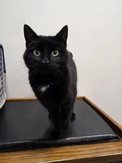 An adult medium-sized female Domestic Short Hair cat named Noir for adoption in Berwick, PA