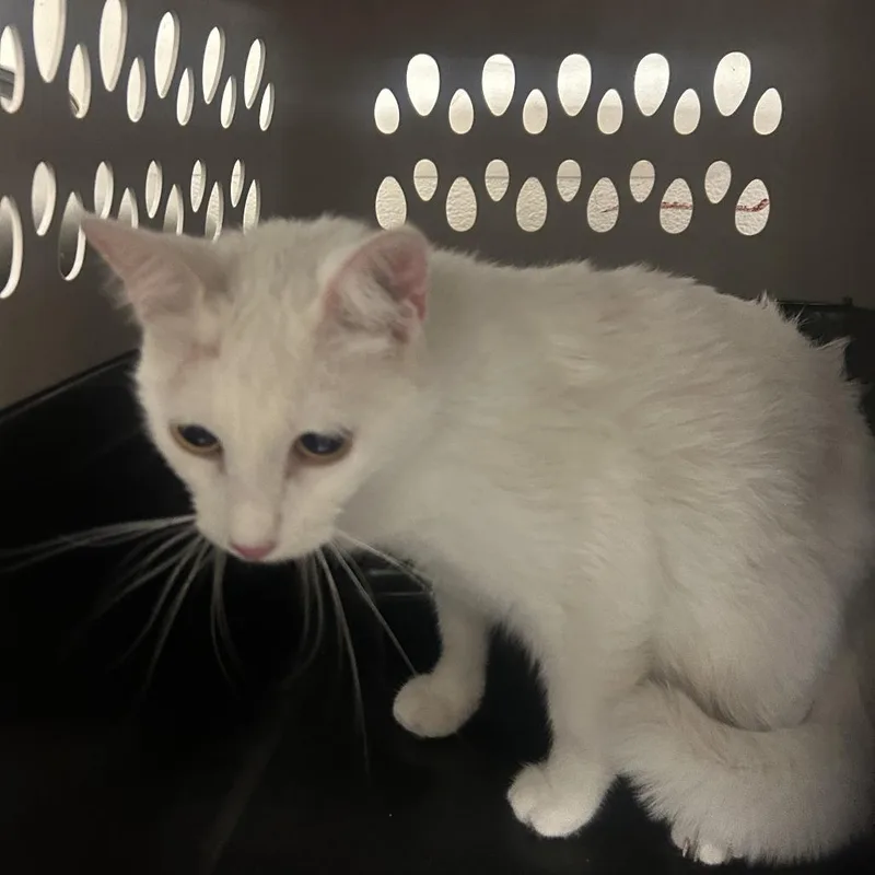 An adult medium-sized female White Domestic Short Hair cat named Francis for adoption in Philadelphia, PA