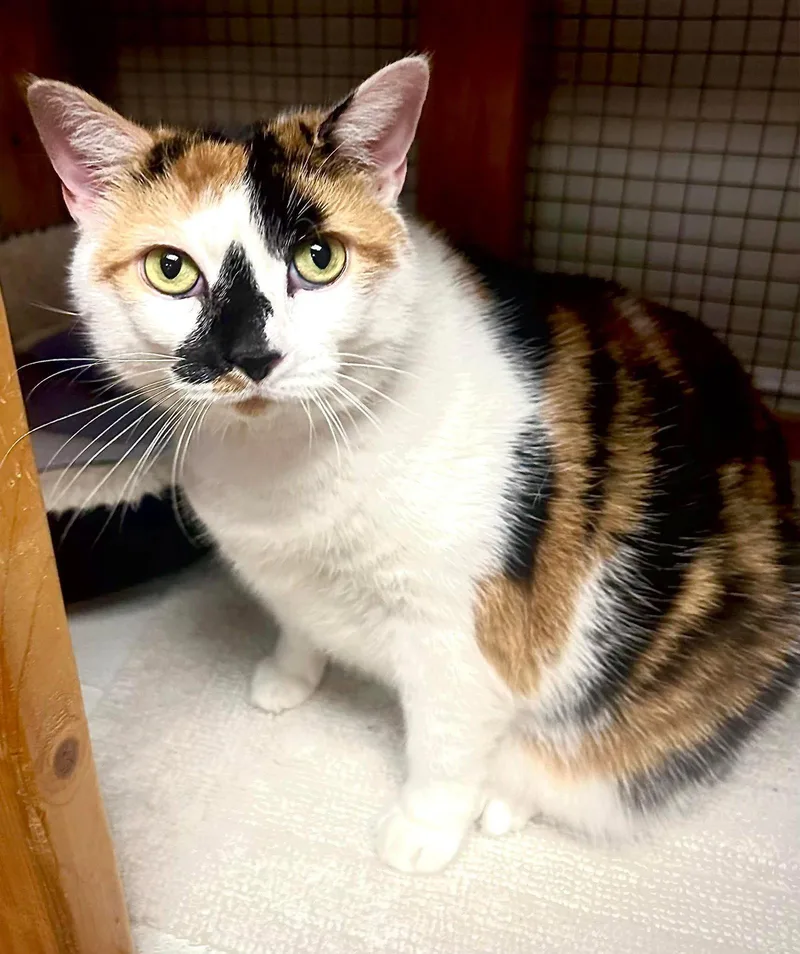 An adult extra large-sized female Domestic Short Hair cat named Angel for adoption in Gettysburg, PA